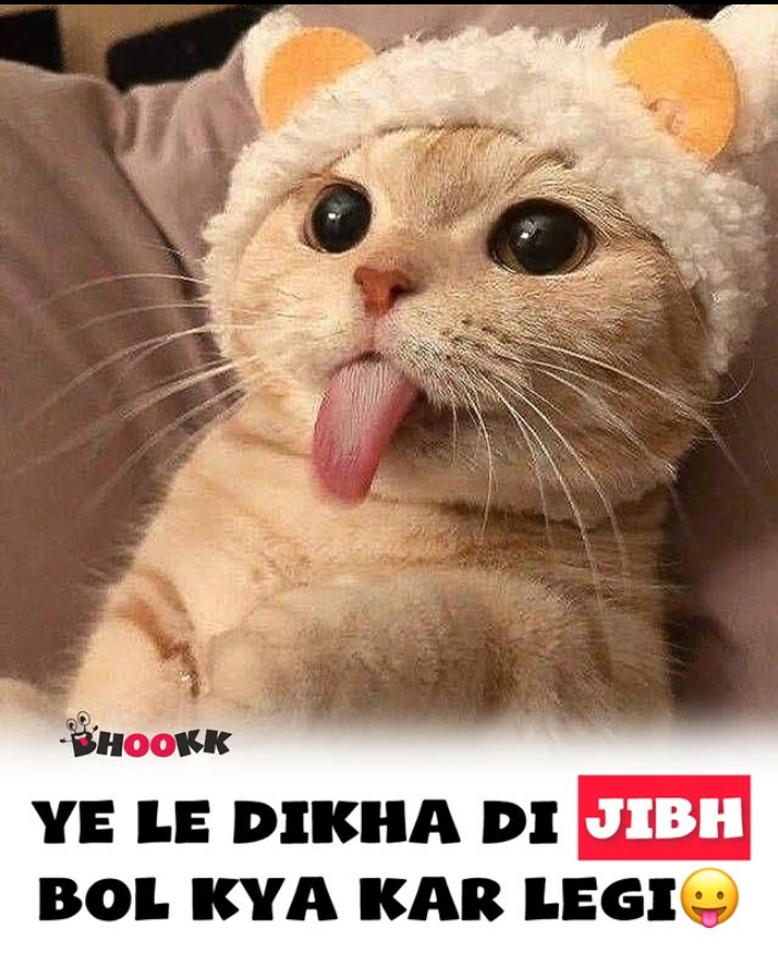 Cat lovers🤭 thumbnail